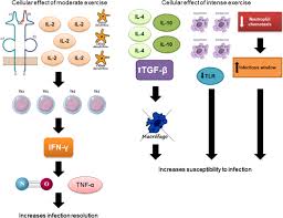 When you suffer from chronic pain, getting active is probably the last thing you feel like doing, but as it turns out, exercise can actually help you manage pain. Physical Exercise As A Tool To Help The Immune System Against Covid 19 An Integrative Review Of The Current Literature Springerlink