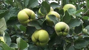 Angers, orange, pineapple, champion and smyrna are varieties of quince to consider. Quince Tree Branch With Fruit Stock Footage Video 100 Royalty Free 4889627 Shutterstock