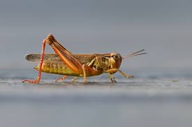 6) is one of the most widely distributed of the species discussed. Maryland Biodiversity Project Red Legged Grasshopper Melanoplus Femurrubrum