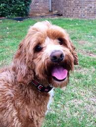 New jersey cockapoo rescue groups top of page add new shelter or rescue group listings are alphabetized by county (when known). Cockapoo Dogs For Sale In Nj The Y Guide