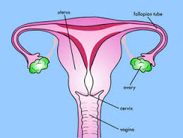 This diagram depicts female anatomy organs diagram with parts and labels. Female Reproductive System Class 10 How Do Organism Reproduce