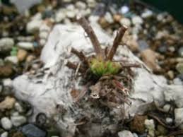 Image result for Aeollanthus subacaulis