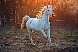 No other horse, save pegasus and the unicorn, has a more renowned place in mythology than the arabian. 700 Free Arabian Horse Horse Images
