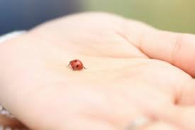 Le Symbolisme Des Coccinelles Wemystic France
