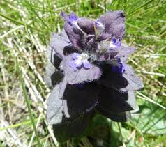 Image result for Acrotome thorncroftii