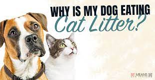 Why Is My Dog Eating Cat Litter Sit Means Sit South Orange County