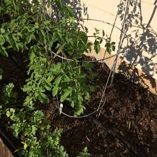 We did not find results for: Shredded Wheat Straw For Vegetable Garden Mulch Ocmga Garden Snips