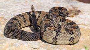 Three to 13 young (ave. Kansas Herpetofaunal Atlas