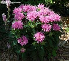 It also has a soothing effect on the digestive tract and helps to treat indigestion. Plantfiles Pictures Monarda Bee Balm Beebalm Petite Wonder Monarda By Hczone6