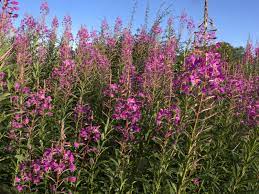 Tall weeds with purple flowers uk. Willowherb Control How To Get Rid Of Willowherb Weeds