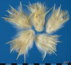 Image result for Anthephora pubescens