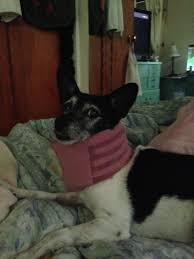 It resembles an oversized beaded necklace for medium and large canines. Diy Dog E Collar Folded Soft T Shirt Secured With Duct Tape Much Better Than A Cone Dog Wrap Diy Dog E Collar Dog Potty Area