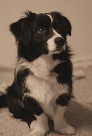 Black And White Border Collie Mix Perpetual Pup Border Collie Corgi Mix Cute Dogs Puppies
