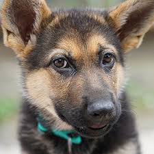 Howell Avenue Pet Hospital