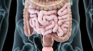 Der mastdarm (rectum) wird vom analkanal durch einen inneren. Organe Im Rechten Bauchraum Medizinspektrum