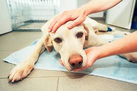 If your dog is diagnosed with lung cancer due to an immediate respiratory crisis as a result of the cancer, their prognosis is poor. Strokes In Dogs Everything You Need To Know About Symptoms Causes And Treatment Care Com
