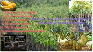 Grosir Murah Bibit Super 9rb Wa Bpk Abdul 0856 0160 9313 Jual Bibit Durian Ambarawa Benih Buah