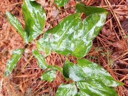Maybe you would like to learn more about one of these? Weed Of The Month Smilax Greenbrier Home Garden Information Center