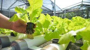 Artinya untuk menghasilkan keuntungan yang maksimal dalam berhidroponik, maka. Dispangtan Cimahi Klaim Hasil Tanaman Hidroponik Menguntungkan Inilahkoran Com