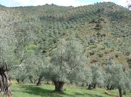 Agricultura en españa y andalucía. Junta De Andalucia La Consejeria De Agricultura Autoriza El Pago De Mas De 13 8 Millones De Reembolso De La Disciplina Financiera De La Pac