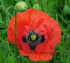 How to grow poppies from seed australia. How To Grow Poppies Eco Organic Garden By Ocp