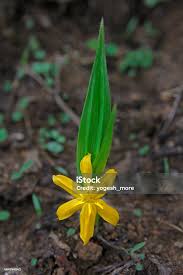 Image result for Curculigo pilosa