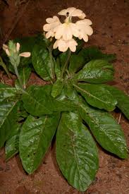 Image result for Thomandersiaceae