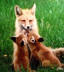 Fox Family Milye Detenyshi Zhivotnyh Detenyshi Zhivotnyh Fotografii Zhivotnyh