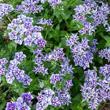 Image result for Nierembergia hippomanica