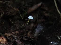 Image result for Gymnosiphon