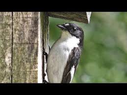 Burung decu gacor si kacer mini suara merdu bervariasi untuk video kicauan burung terbaru silahkan berlangganan. Little Pied Flycatcher A Bird Video By Jasoprakas Debdas
