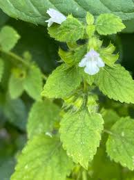 Image result for Melissa officinalis