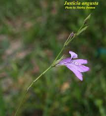 Image result for Justicia striolata