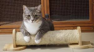 Treating the cat for internal and external parasites, blood transfusions for severe anemia, antibiotics to treat feline infectious anemia. Heart Murmur In Cats Causes Ways To Treat Updated 2020