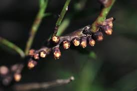 Image result for Apodanthaceae