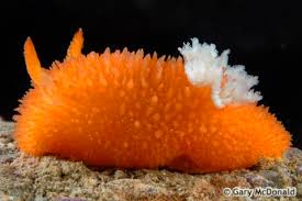 Image result for Kotschya ochreata