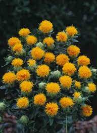 Asteraceae Photographs From B T World Seeds Orange Flowers Safflower Flowers