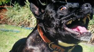 Help, help! Come quick, they are killing my dog'