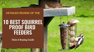 Make sure to place it at least 10 feet away from trees, otherwise, squirrels can easily jump on top of it. Top 10 Best Squirrel Proof Bird Feeders 2021 Reviews Faq