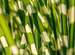 Zebragras Schneiden Wann Und Wie Wird S Gemacht