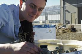 How These Seeds Could Help Prevent Nevada Wildfires