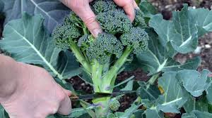 Wann und wie sie die ernte erfolgreich durchführen können, erläutern wir hier. Brokkoli Wann Muss Man Im Freien Ernten Wie Kann Man Wissen Ob Brokkoli Reif Ist Wie Und Wo Man Die Ernte Lagert