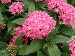 Image result for Pentas micrantha