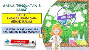 Rangsangan dan gerak balas dalam manusia. Sains Tingkatan 3 Bab 1 Rangsangan Dan Gerak Balas Bahagian 1 Youtube
