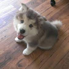 Siberian husky and alaskan malamute mix. Alaskan Malamute Siberian Husky Mix Puppies Pets Lovers
