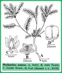 Image result for Phyllanthus amarus