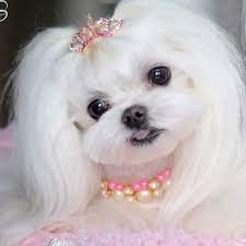 6 Astounding Maltese And Children Is It A Good Combination Ideas Maltese Puppy Maltese Dogs Maltese