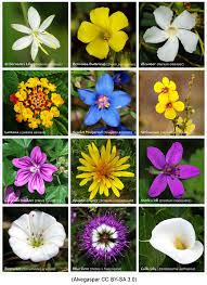 Collection by sherry • last updated 4 weeks ago. Why On Earth Are Flowers Beautiful Scientist Sees Squirrel