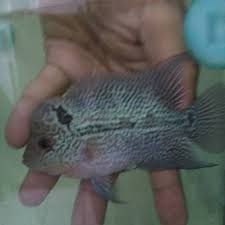 Harga anakan ikan louhan grade vip (istimewa) rp150.000. Ikan Louhan Lohan Srd X Srm Ukuran 5 6 Cm Shopee Indonesia