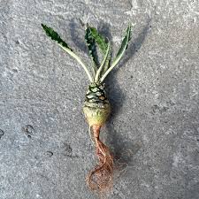 Image result for Dorstenia schliebenii